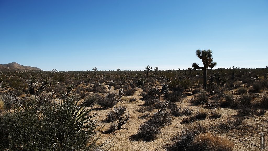 Joshua Tree