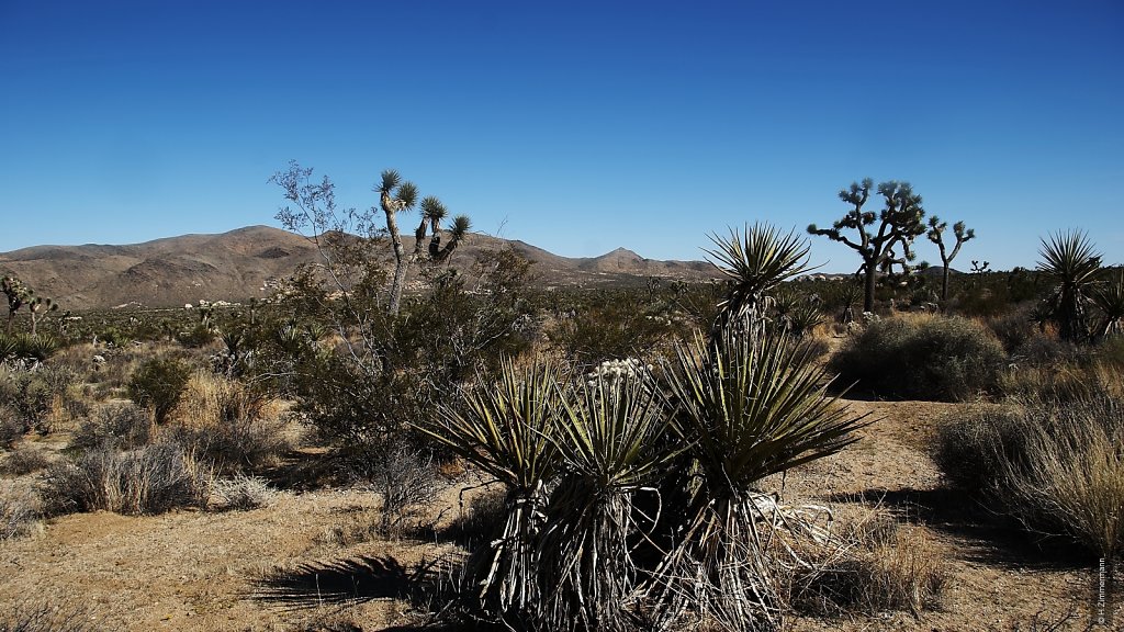 Joshua Tree