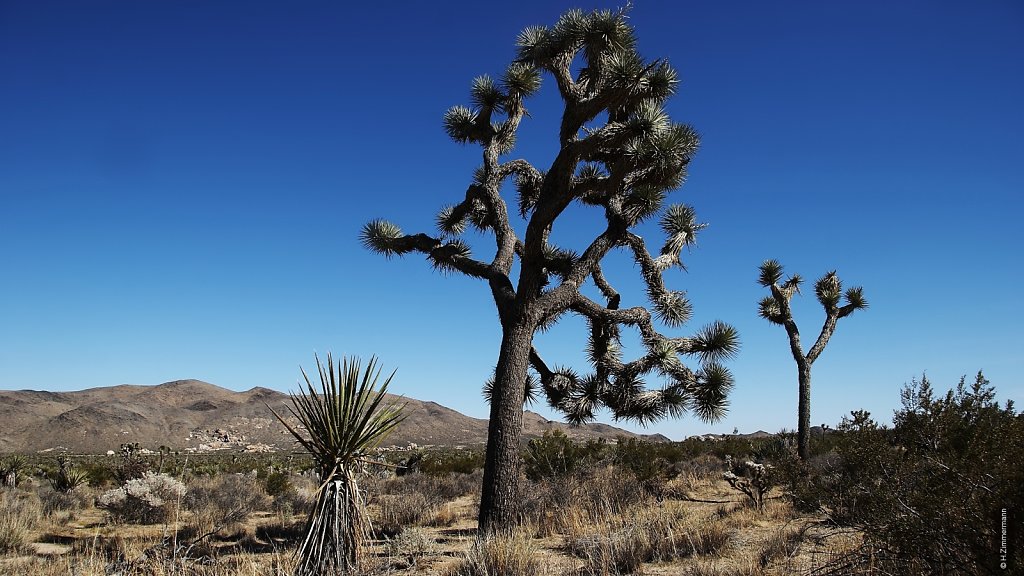 Joshua Tree