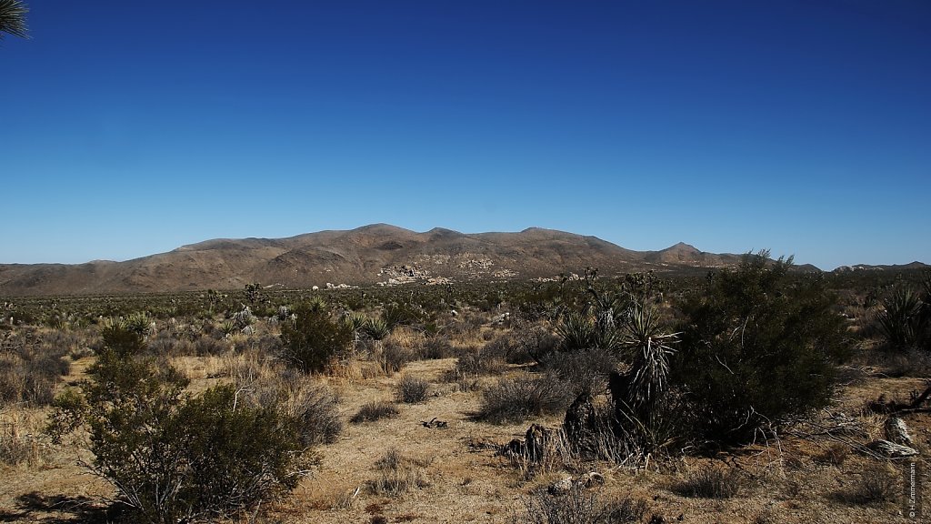 Joshua Tree