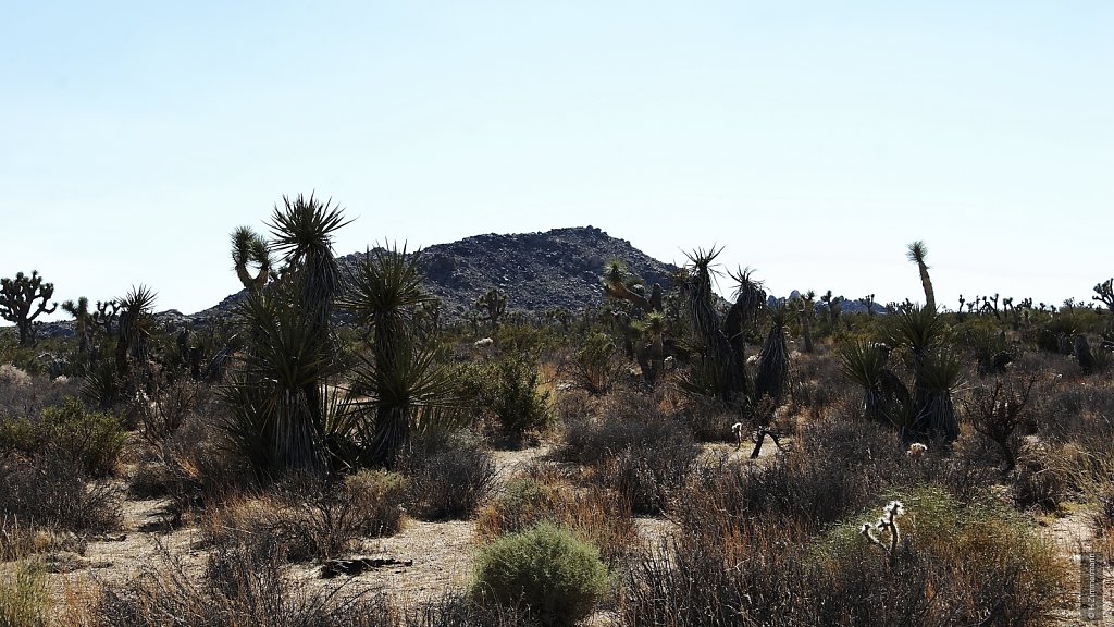 Joshua Tree