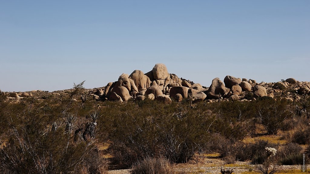 Joshua Tree