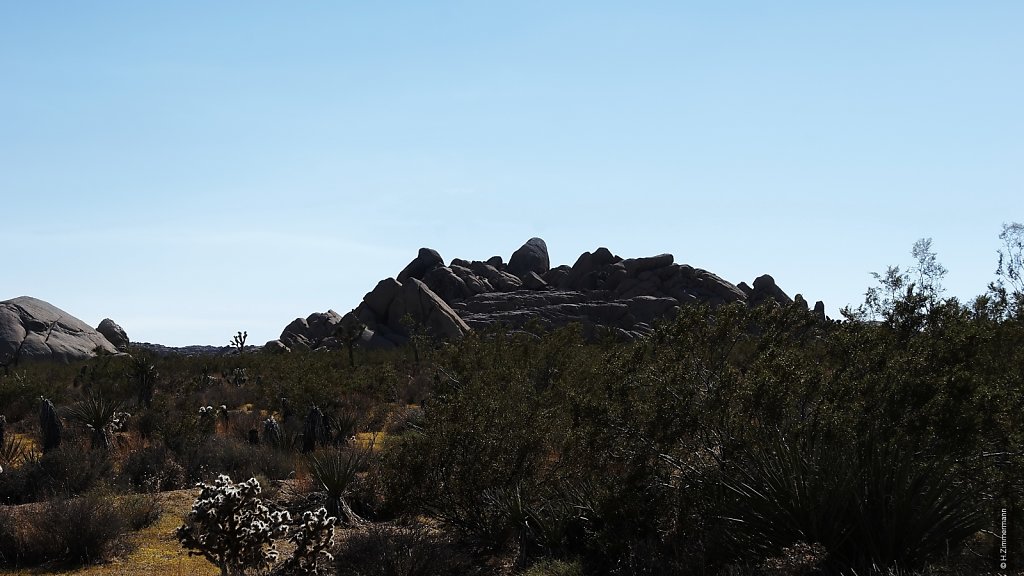 Joshua Tree