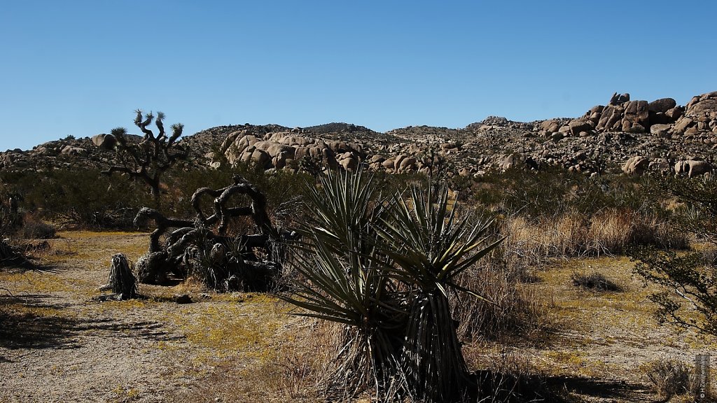 Joshua Tree