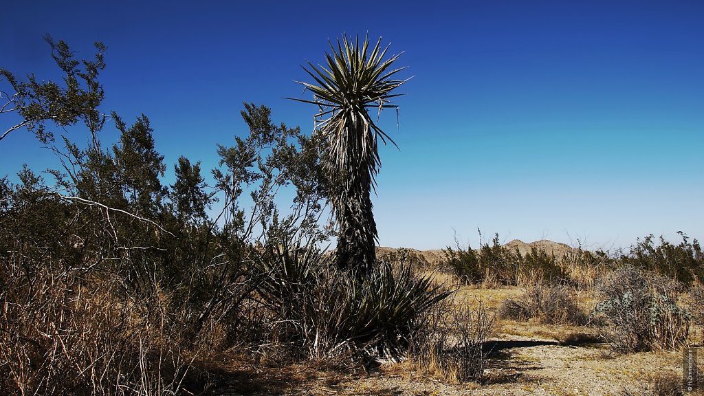 Joshua Tree