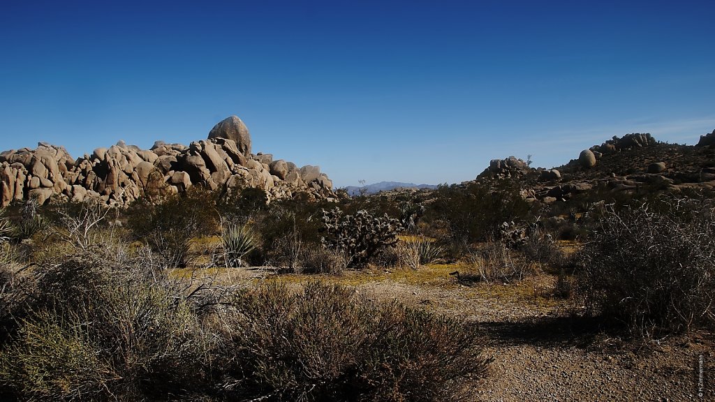 Joshua Tree