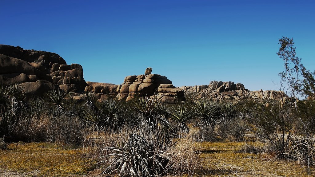 Joshua Tree