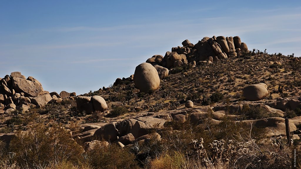 Joshua Tree