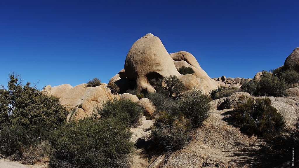 Joshua Tree