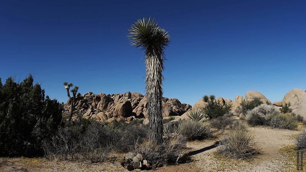 Joshua Tree