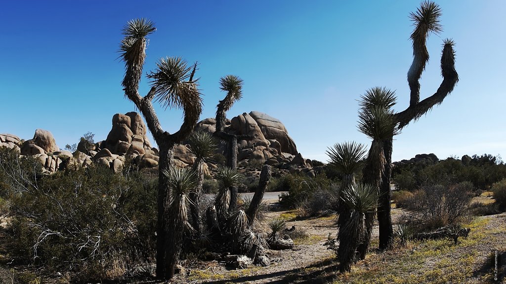 Joshua Tree