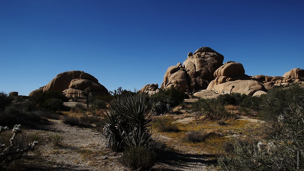 Joshua Tree