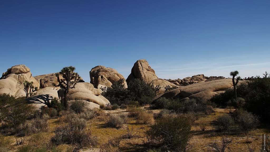 Joshua Tree