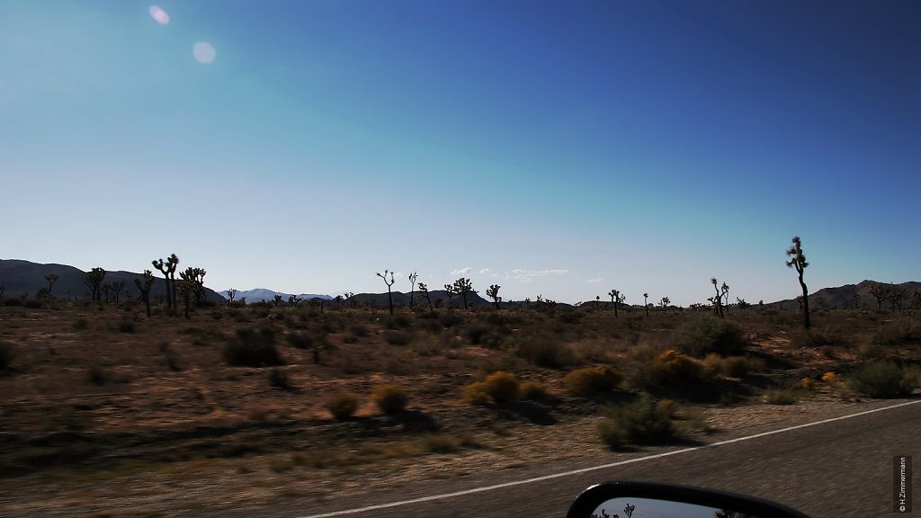 Joshua Tree