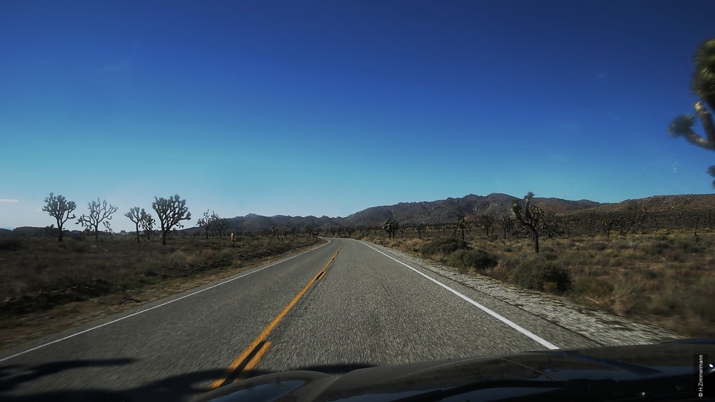 Joshua Tree