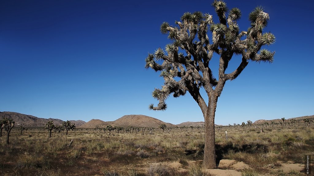 Joshua Tree