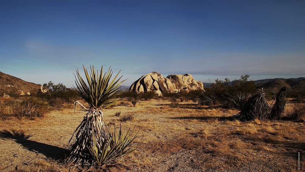 Joshua Tree