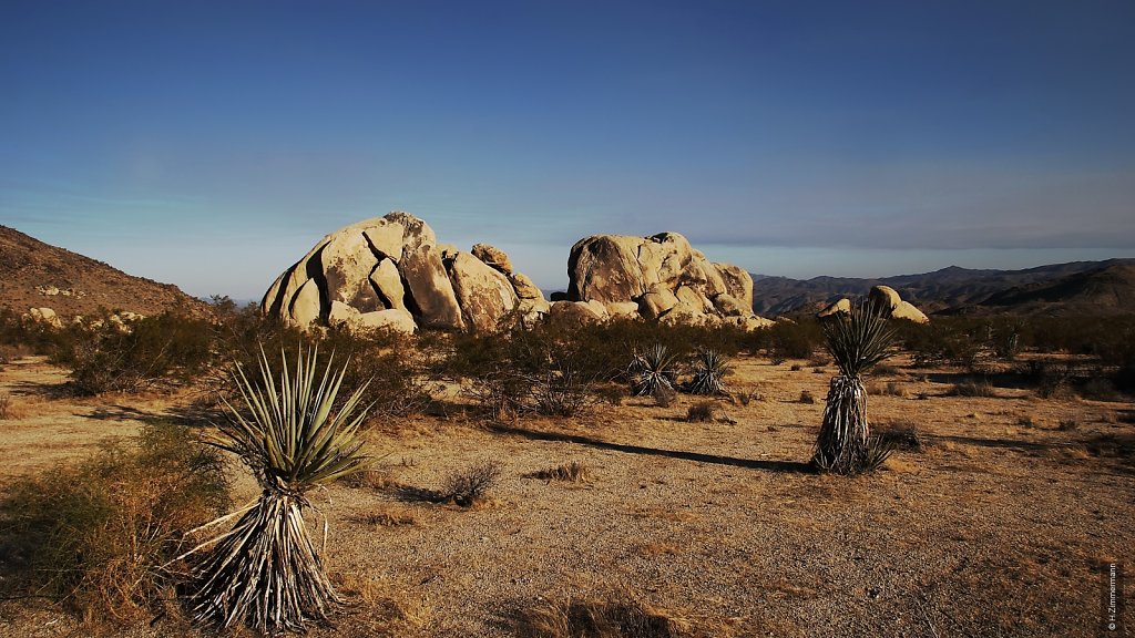 Joshua Tree