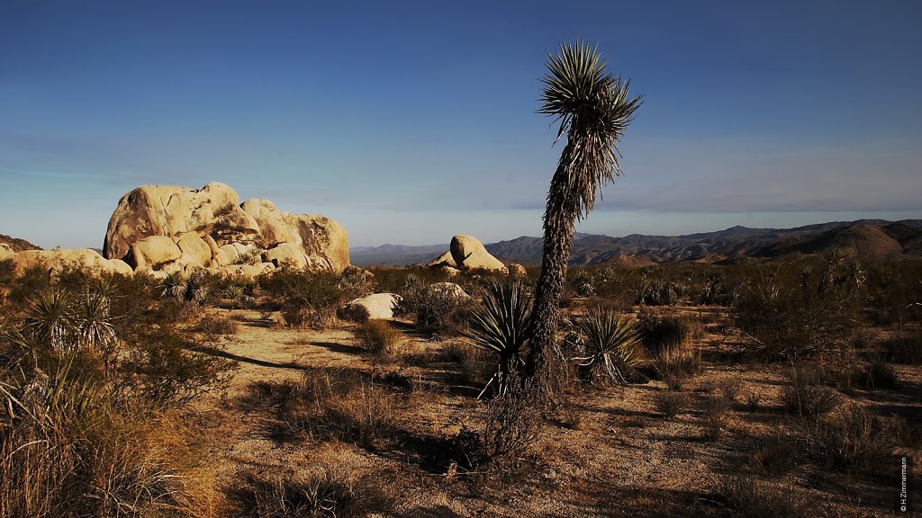 Joshua Tree