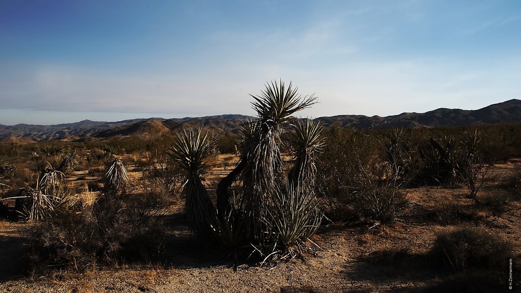 Joshua Tree