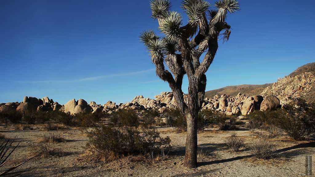 Joshua Tree