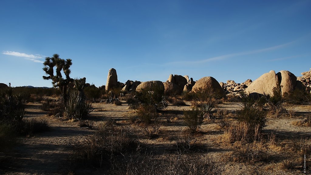 Joshua Tree