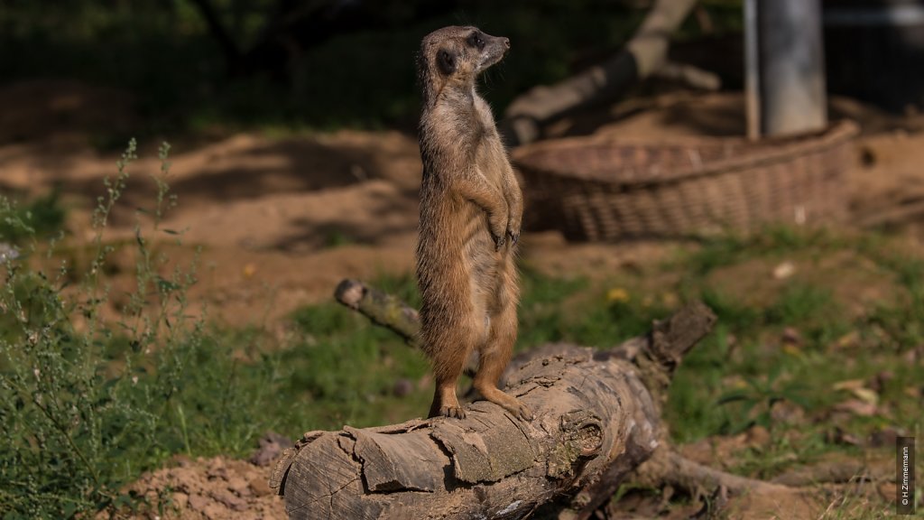 Kölner Zoo