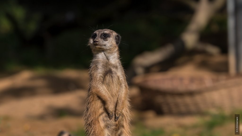 Kölner Zoo