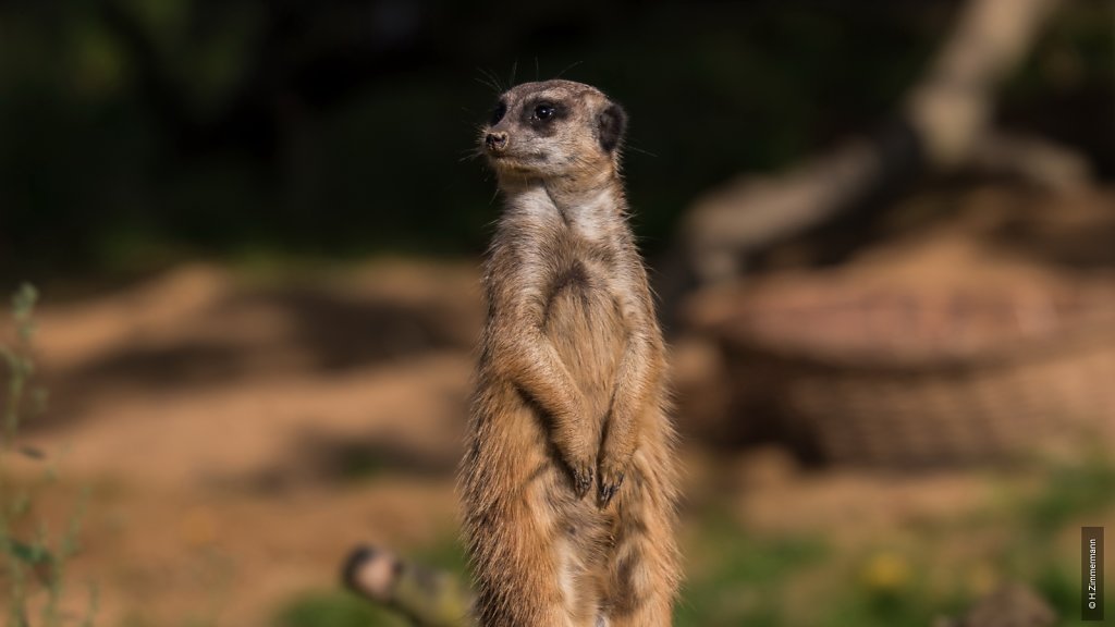 Kölner Zoo