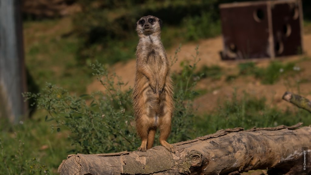 Kölner Zoo