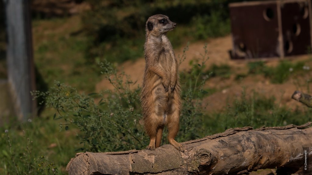 Kölner Zoo