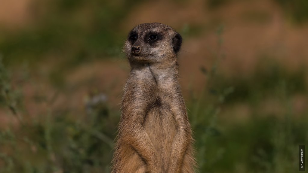 Kölner Zoo