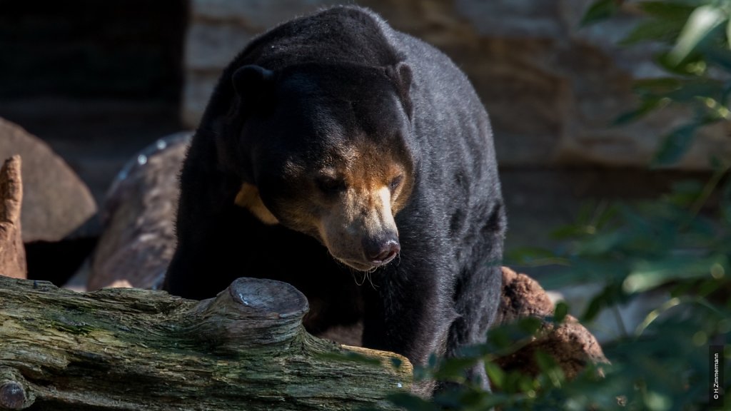 Kölner Zoo