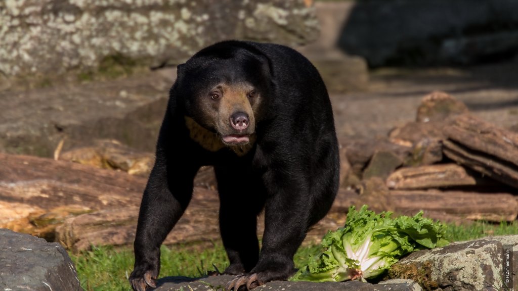 Kölner Zoo