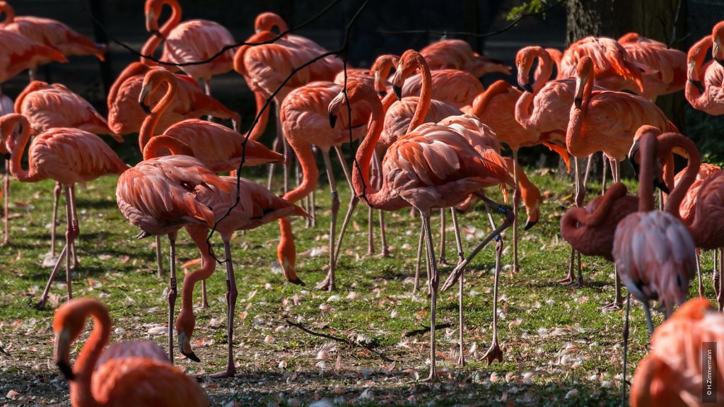 Kölner Zoo