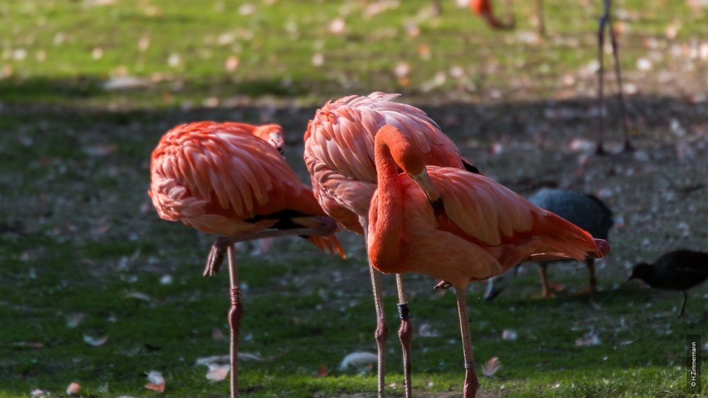 Kölner Zoo