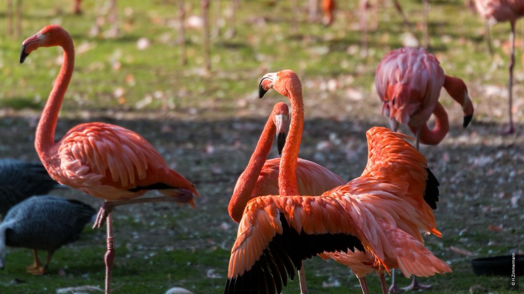 Kölner Zoo