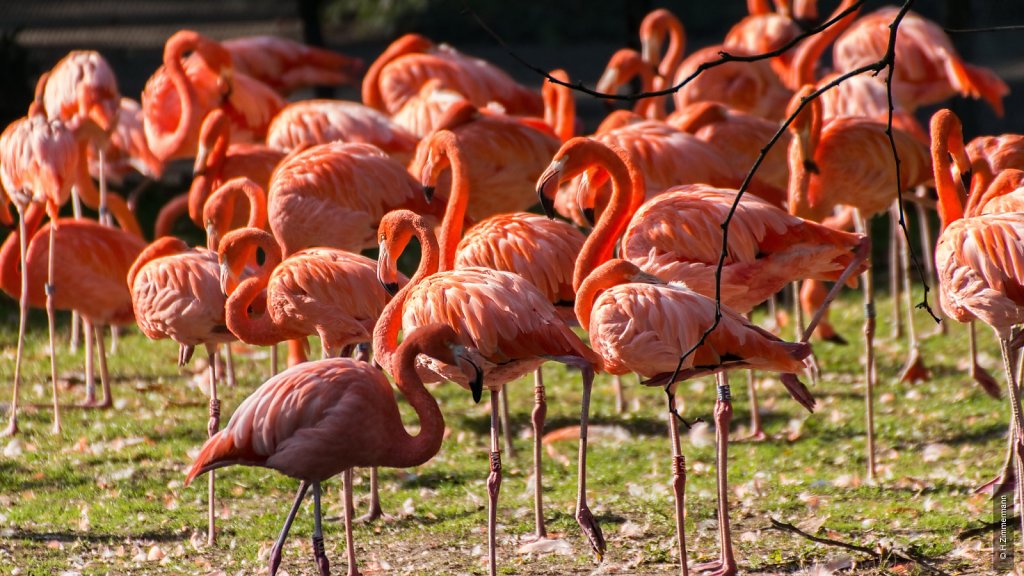 Kölner Zoo