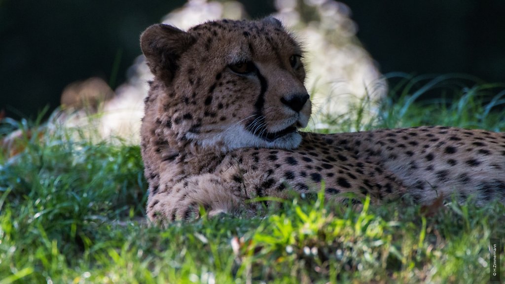 Kölner Zoo