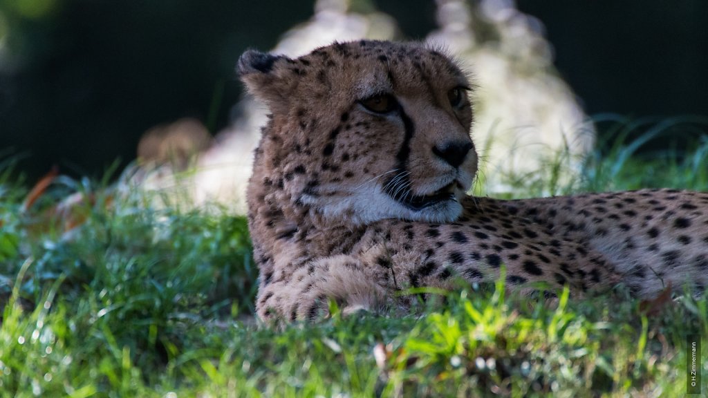 Kölner Zoo