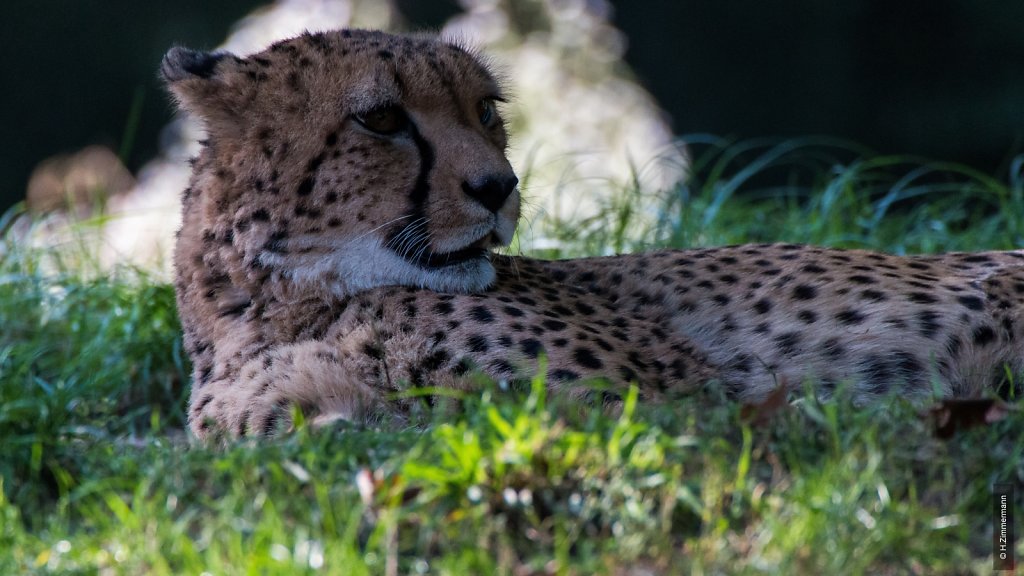 Kölner Zoo