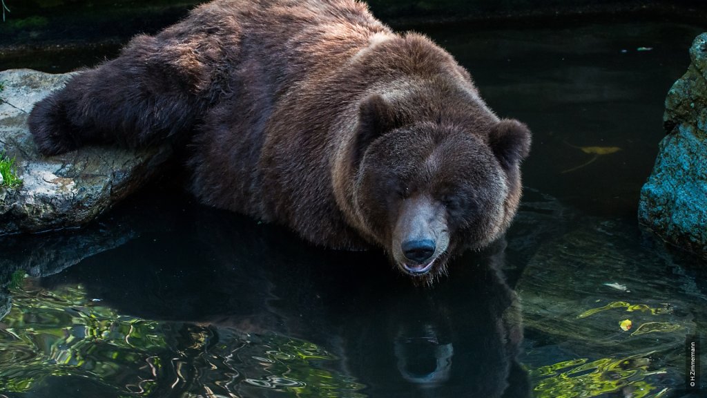 Kölner Zoo