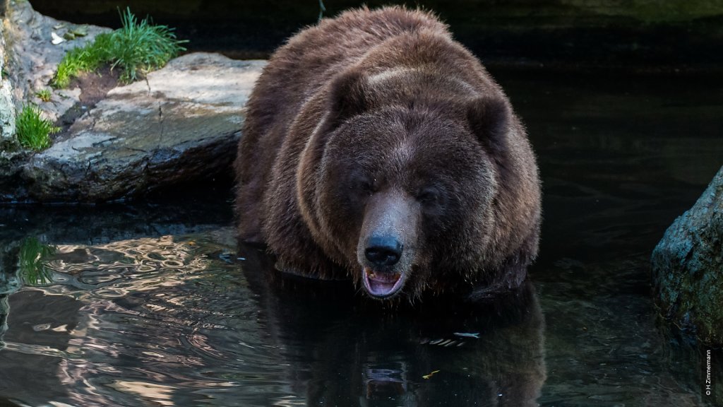 Kölner Zoo