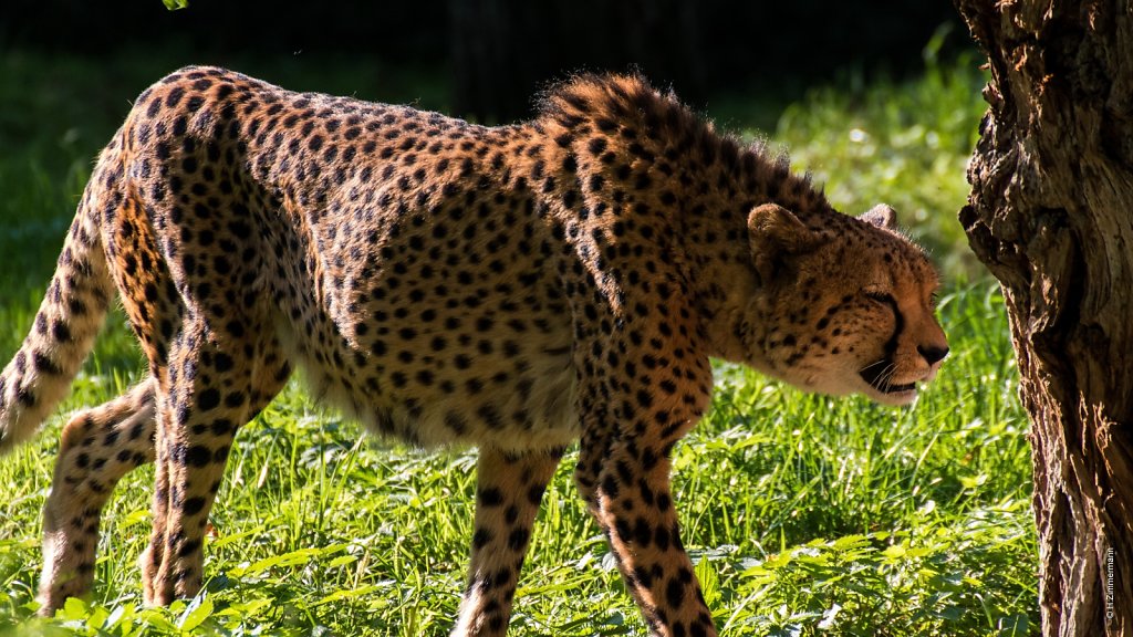 Kölner Zoo