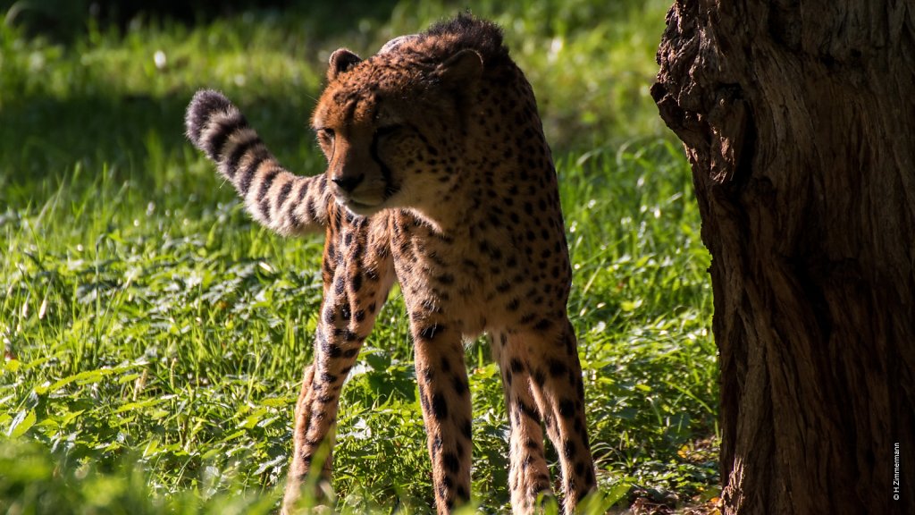 Kölner Zoo