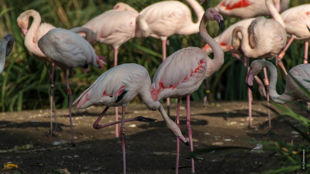 Kölner Zoo