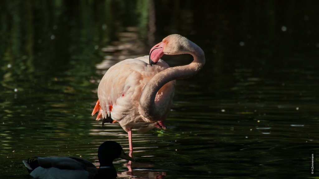 Kölner Zoo