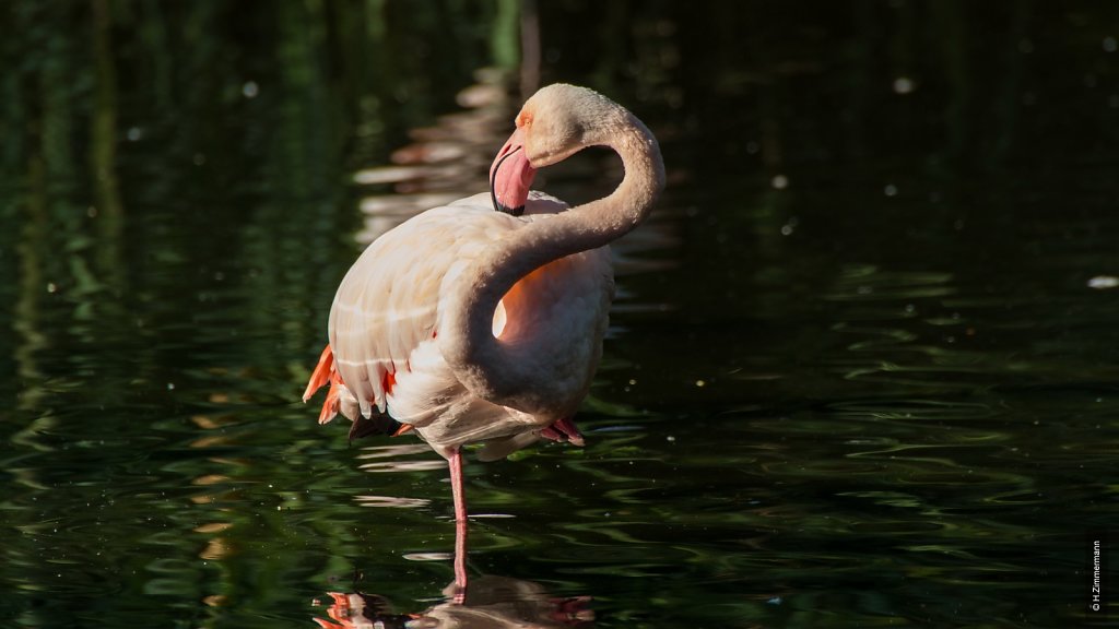 Kölner Zoo