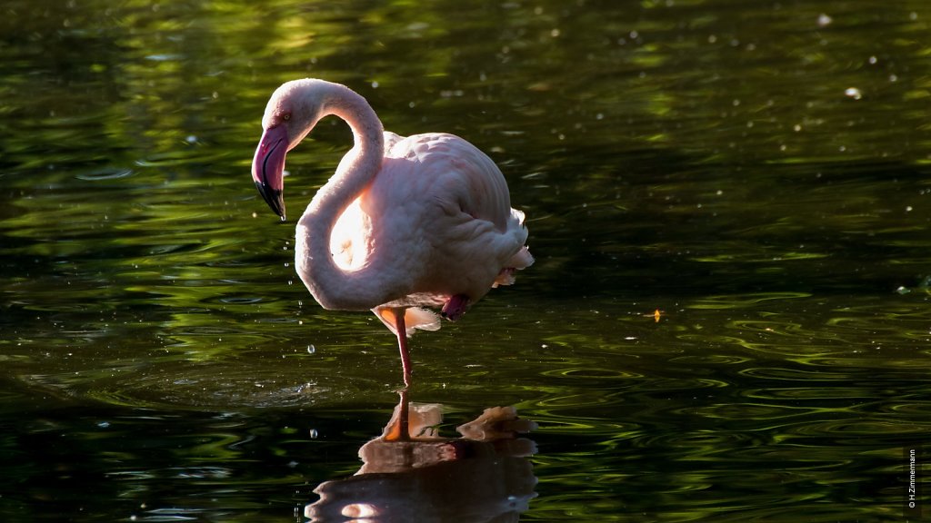 Kölner Zoo