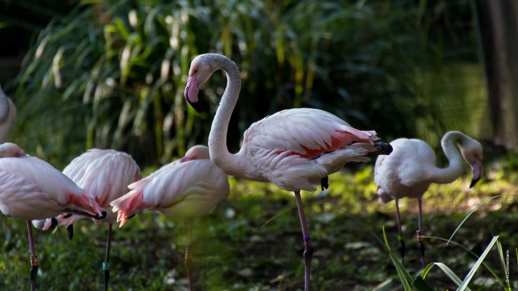 Kölner Zoo